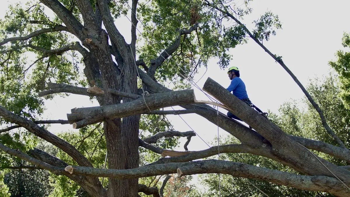 Professional Crown Thinning performed by certified arborists in Discovery Bay