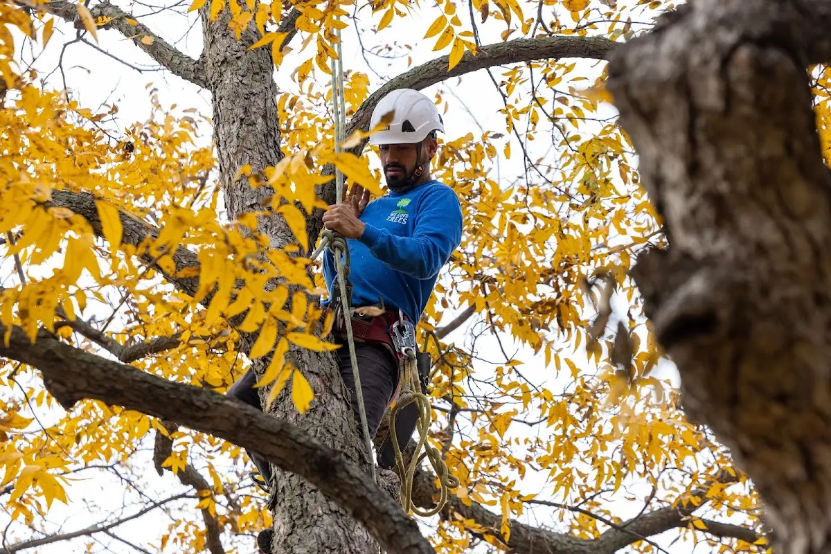 Skilled Tree Transplanting crew working in Discovery Bay