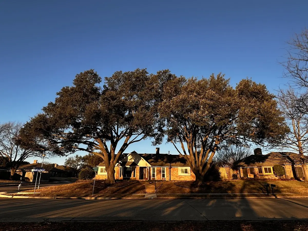 Established residential canopy tree shading a home in Discovery Bay