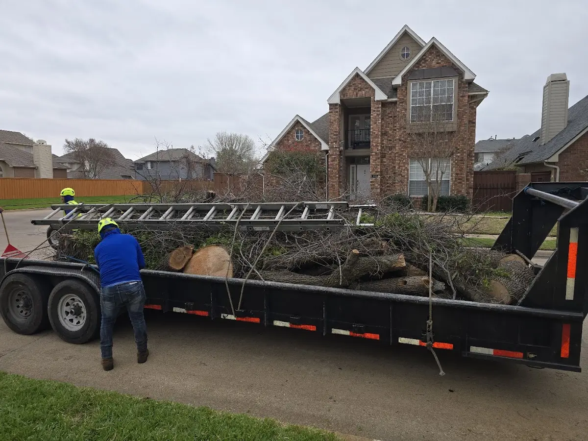 Expert Tree Pest Control with proper safety equipment in Discovery Bay